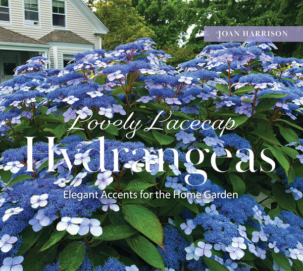Lovely Lacecap Hydrangeas – Schifferbooks