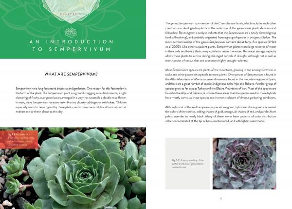 succulents simplified book Sempervivum