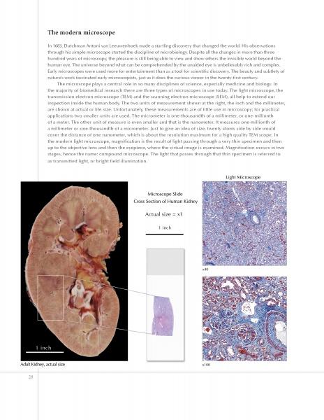 Hidden Beauty: Exploring the Aesthetics of Medical Science