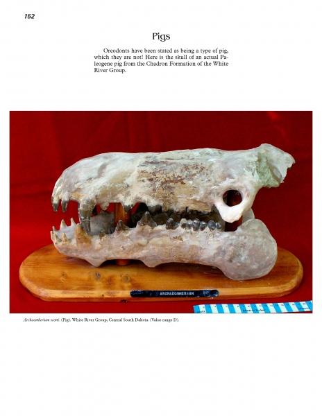 Cenozoic Fossils 1 – Schifferbooks