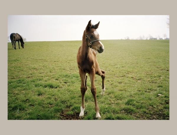 Horse Racing – Schifferbooks