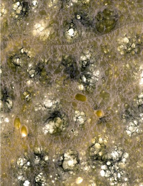 Hidden Beauty: Exploring the Aesthetics of Medical Science