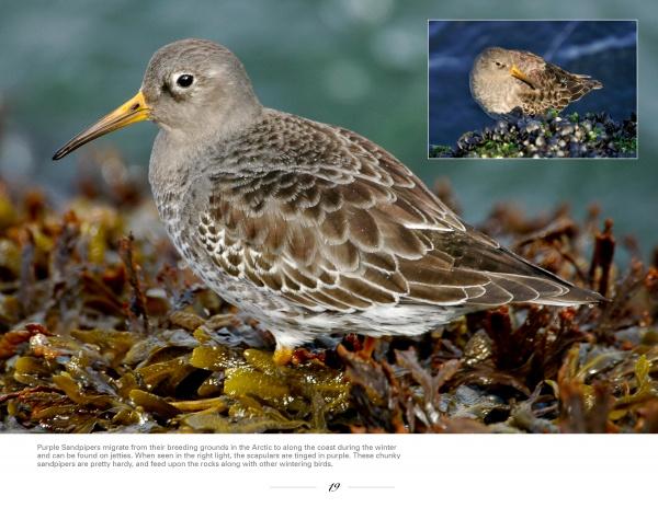 New Jersey Birds and Beyond – Schifferbooks