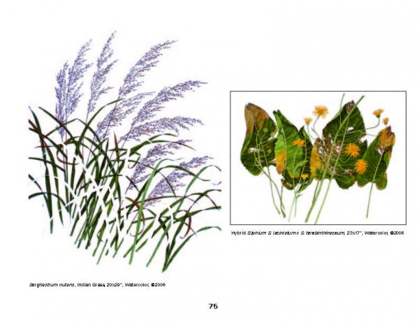 Today's Botanical Artists – Schifferbooks