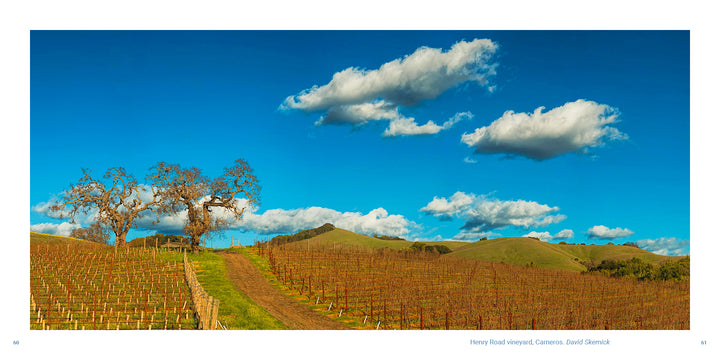 Dormant vines in Vineyards of Napa Valley grow in rows along a dirt path leading toward rolling hills under a bright blue sky with scattered clouds.
