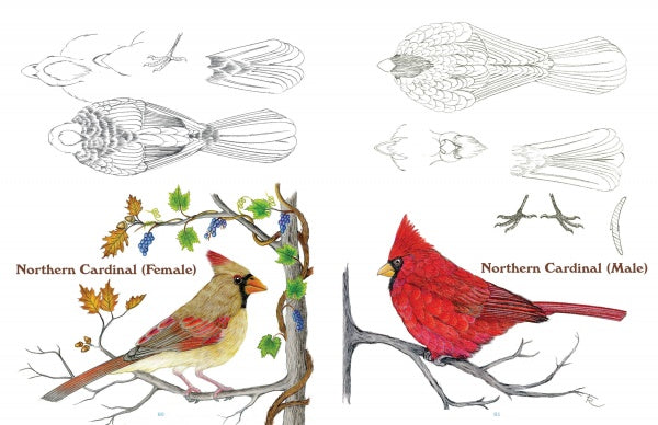 50 Bird Woodcarving Patterns – Schifferbooks 50-bird-woodcarving-patterns-schifferbooks