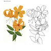 Illustration of a yellow tiger lily with labeled parts beside a line drawing—an inspiring image for chair painting, as featured in Decorating Chairs: 7 Painting Projects by Schiffer Publishing, Ltd.
