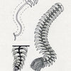 Three black-and-white sketches from Schiffer Publishing, Ltd.’s "Doodling Borders for Wood Burning, Gourds & Drawing" show a segmented fin-like tail with spines and tuft. Pattern drawing techniques add texture in one profile and two angled views.
