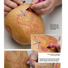 A person uses Apples to Apples by Schiffer Publishing, Ltd. to learn beginner techniques, drawing colorful hearts and words on gourds—perfect close-ups for creative gourd art and decoration projects.