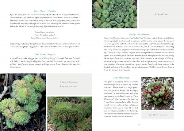 the timber press guide to succulent plants of the world Sempervivum