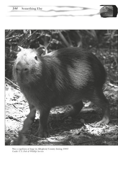 monsters in pa Strange Pennsylvania Monsters by Michael Newton