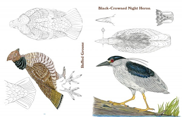 50 Bird Woodcarving Patterns – Schifferbooks 50-bird-woodcarving-patterns-schifferbooks