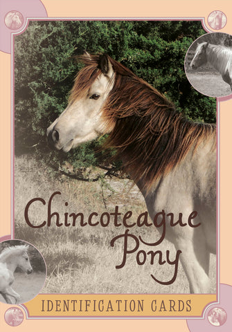 Chincoteague Pony Identification Cards